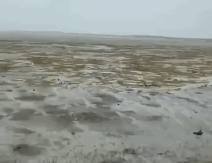 ハリケーン再び コメが無くとも