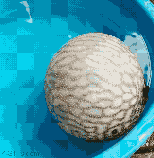 生きるために コメが無くとも