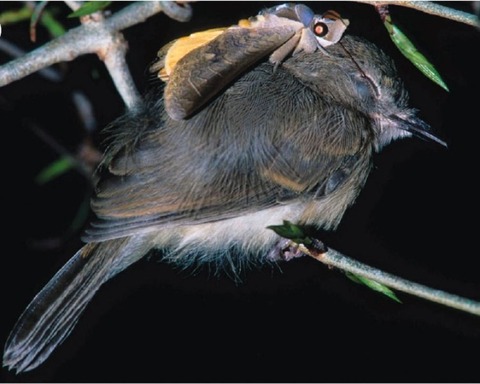 5a