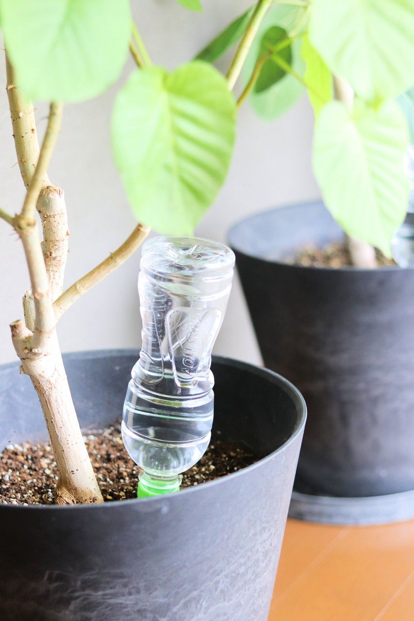 ダイソー 帰省や旅行でも安心 大切なグリーンを枯らさない見た目も可愛い便利グッズはコレ With Lattice Powered By ライブドアブログ