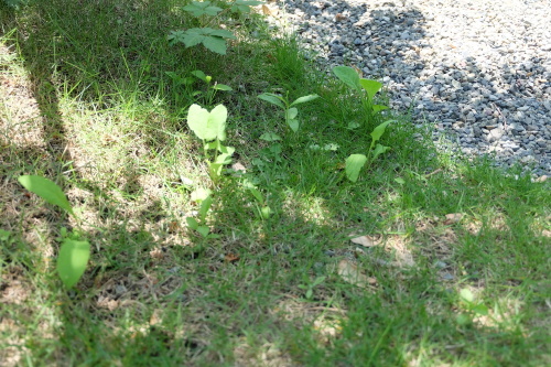 6f4268eb.jpg