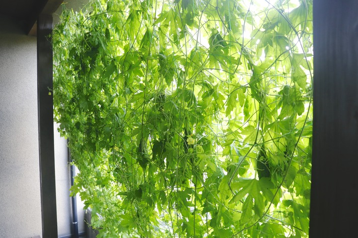 _MG_3732
