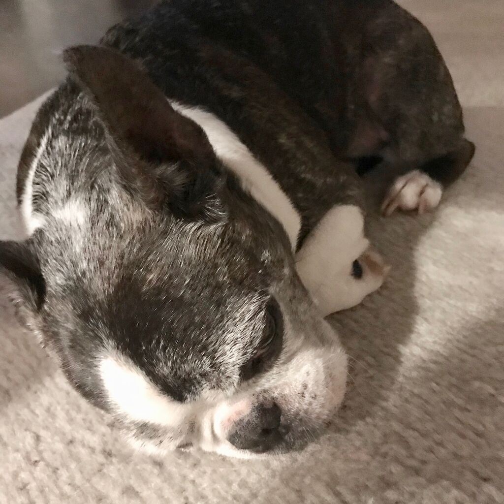まるまる 犬 と 音 楽 For Wonderful Music Life まるまる 犬 と 音 楽 For Wonderful Music Life