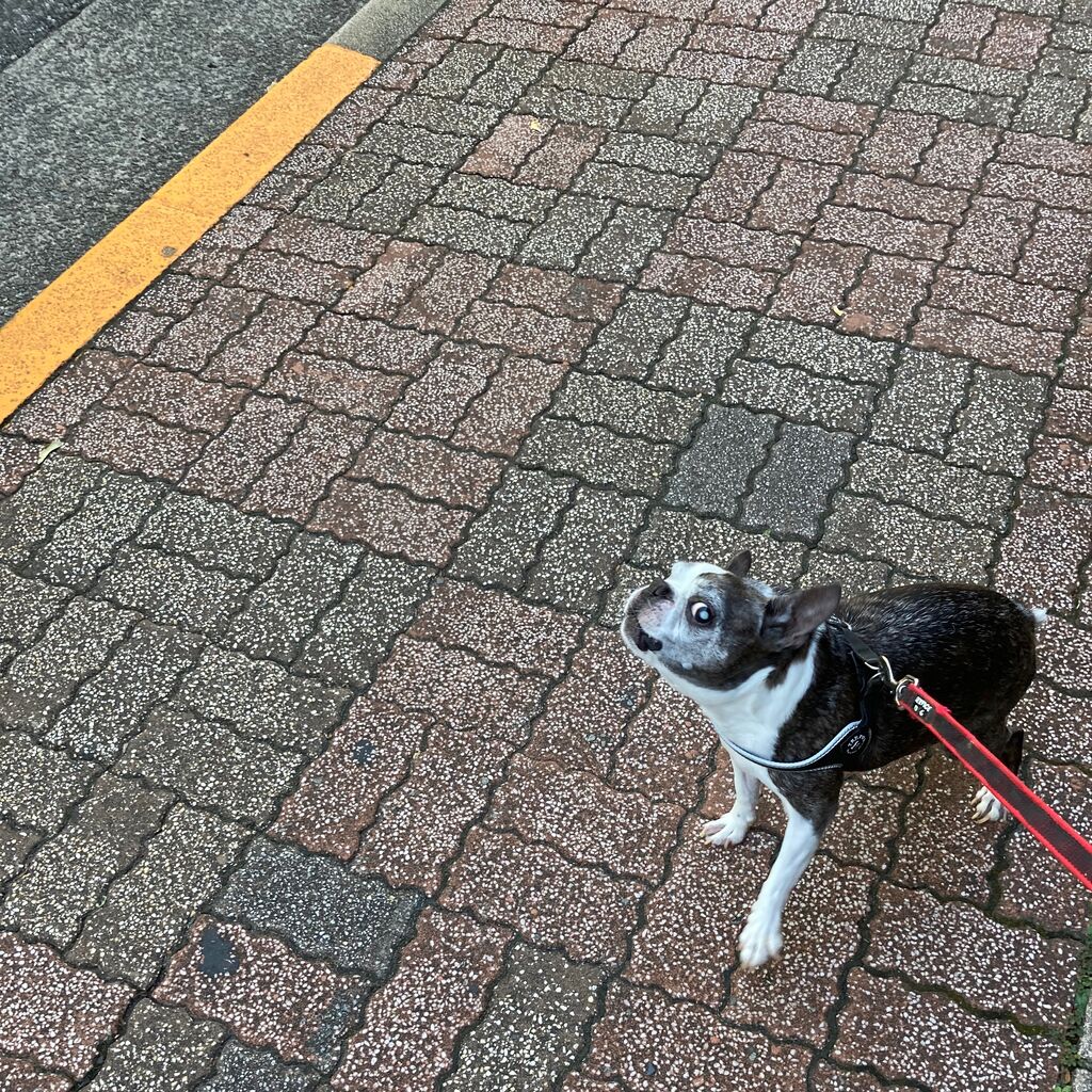 遠慮がちに 吠える犬 犬 と 音 楽 For Wonderful Music Life 遠慮がちに 吠える犬 犬 と 音 楽 For Wonderful Music Life