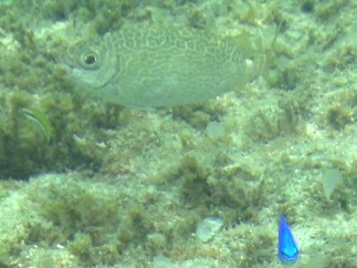 お魚さん