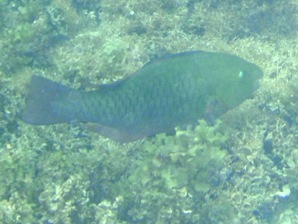 大きい魚