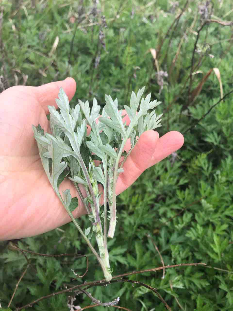 ヨモギ摘み 一期一会