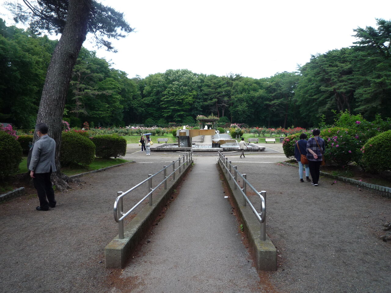 0 井頭公園バラ園の高齢者 N U M B E R