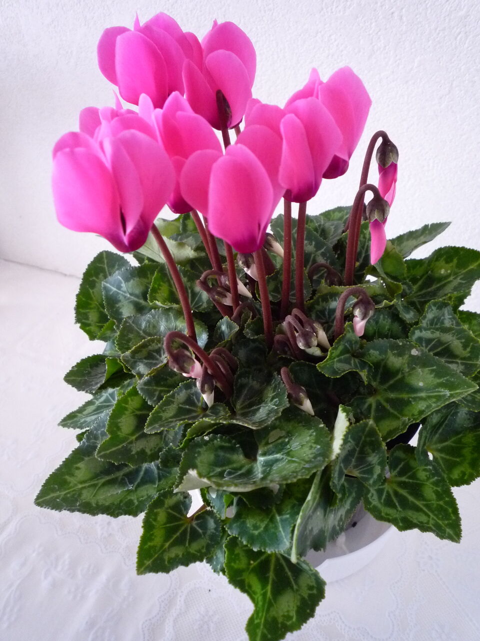 248 シクラメンの憧れ N U M B E R