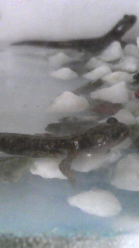 エゾサンショウウオ プラケで飼育日記