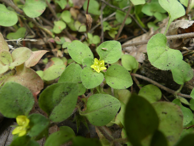 P6560834