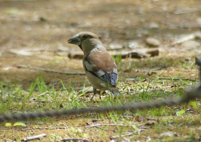 P2480271