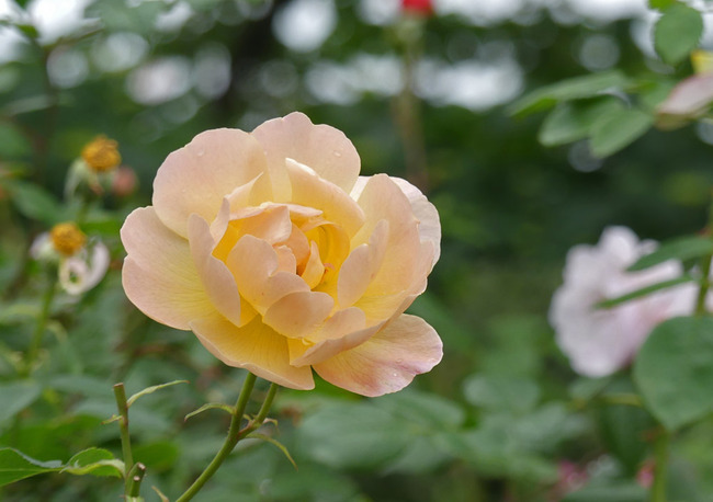 P5060260