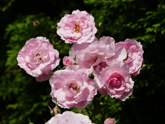 P4730243