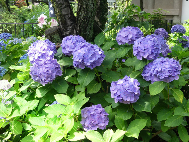 P6540669