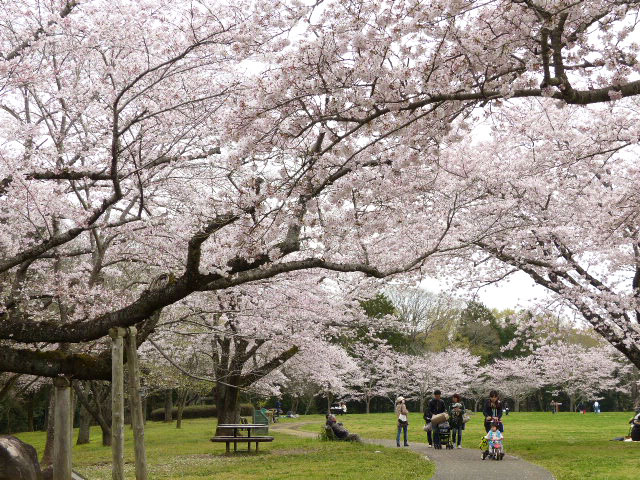 オシドリの恋争い結末は 泉自然公園の花たち 四季の風2