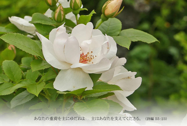 バラＴ026