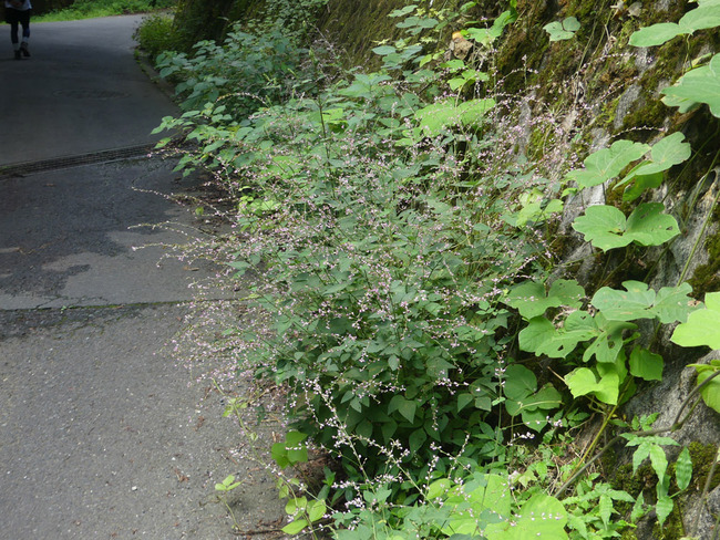 P7970052