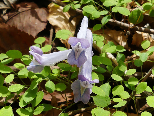 P6350468