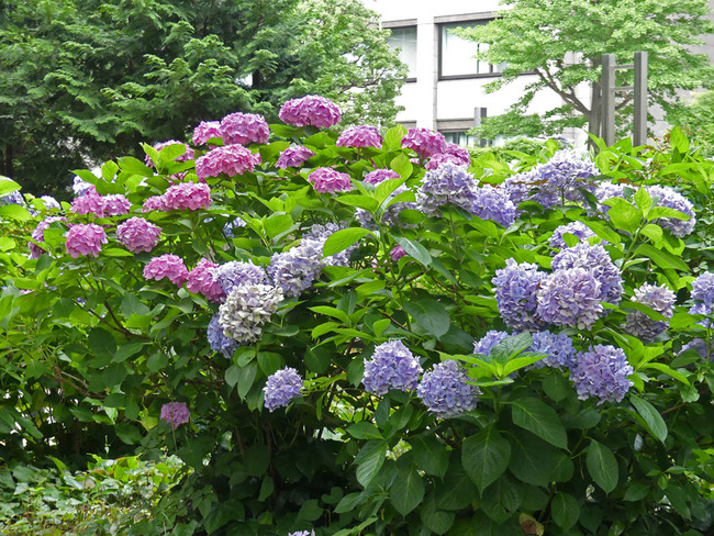 P6570456