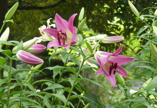P6570599
