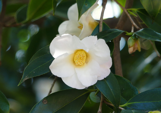 P5990166_edited-1