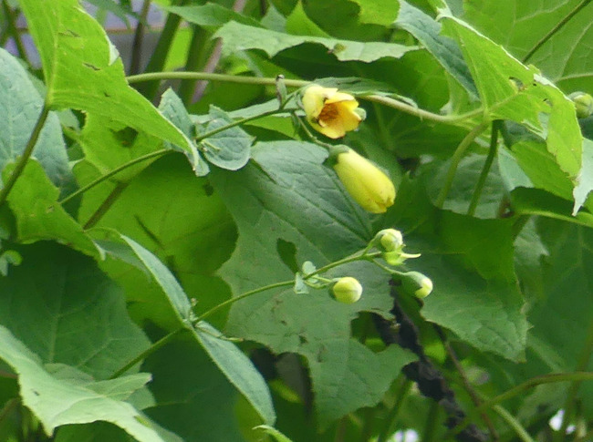 P7900076