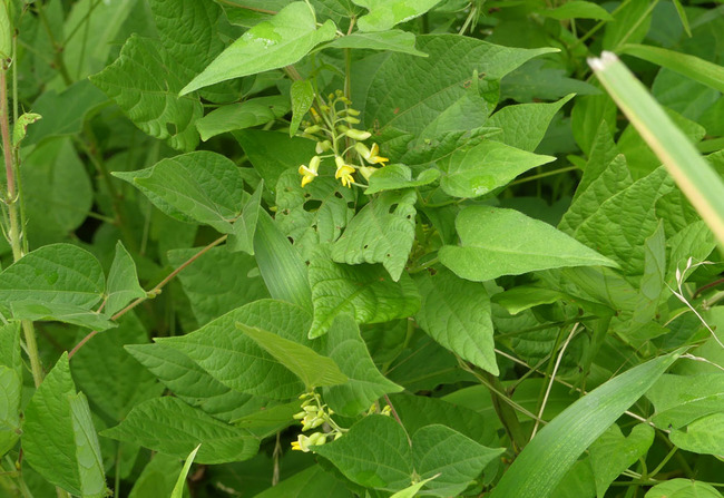 P6650421