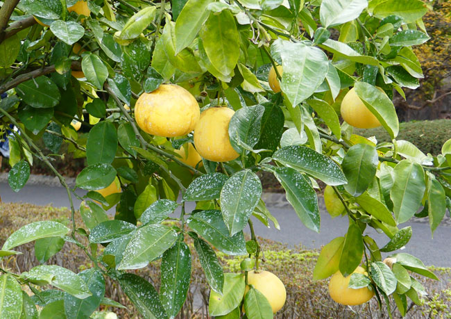 エガミブンタンP4190631