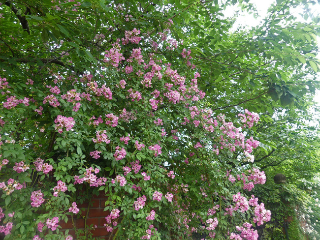 P6460368