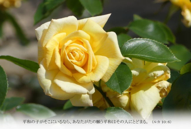 バラＴ024
