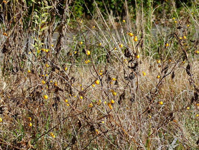 P1250238