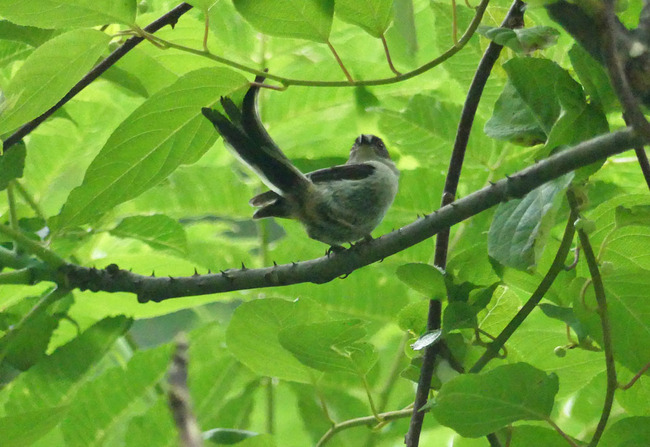 P6470715