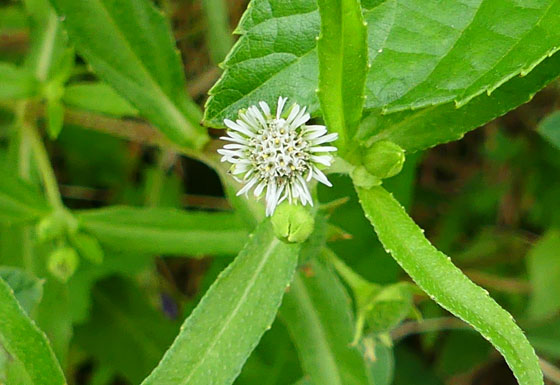 P5290438