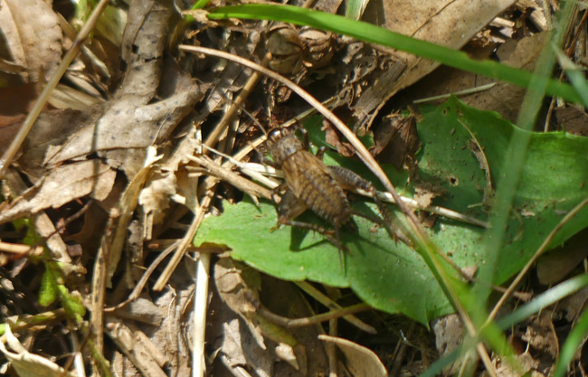 P4490341