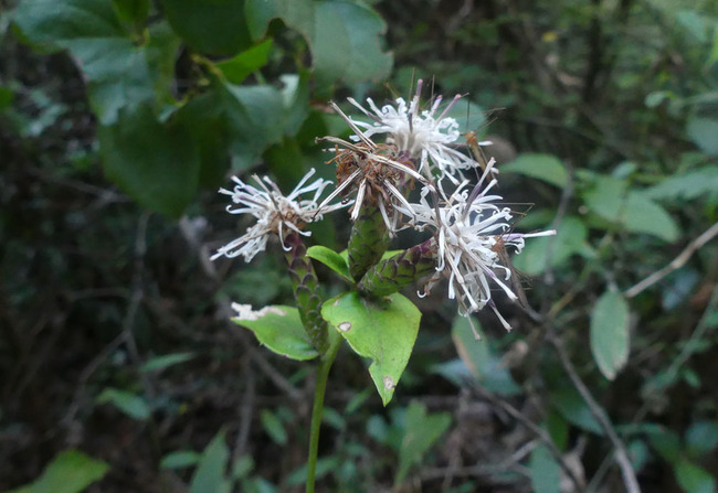 kasiwabahagumaP3990291