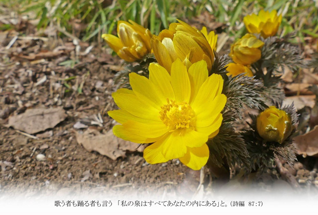 T035はがきサイズ　よこフクジュソウ