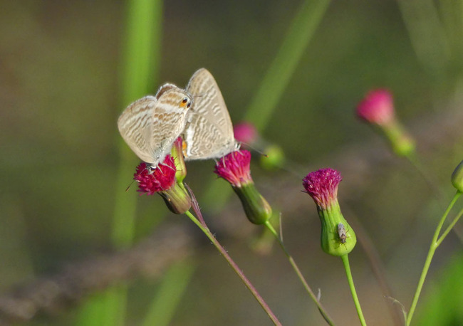 P5610546