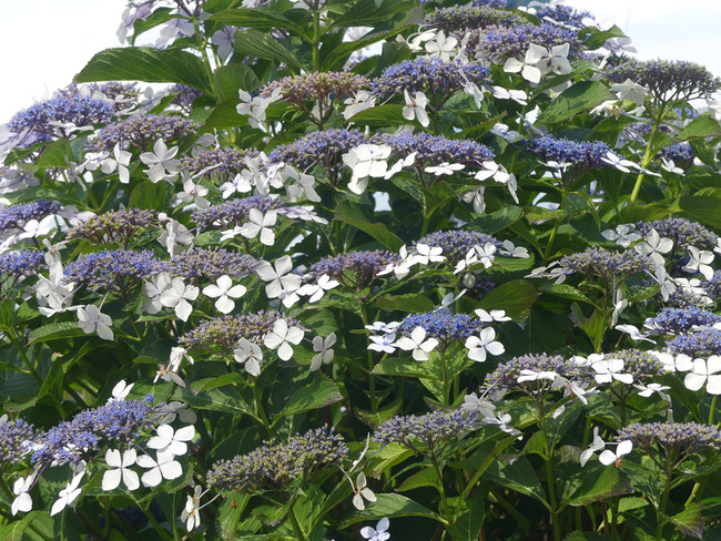 P4150235