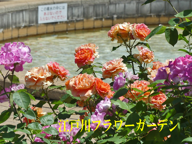 P1780591_edited-1