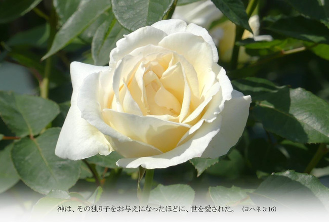はがきサイズ　バラ　ホワイトクリスマス