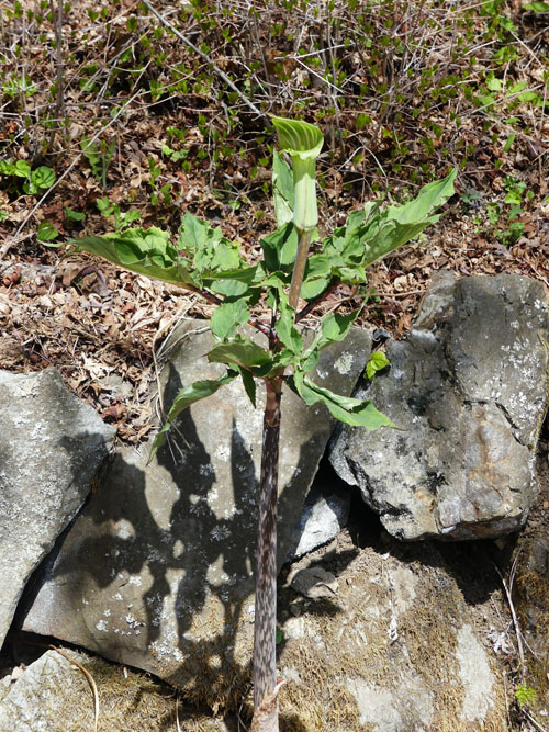 P6340741