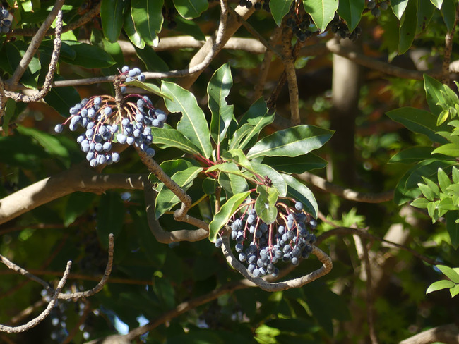 P5670248