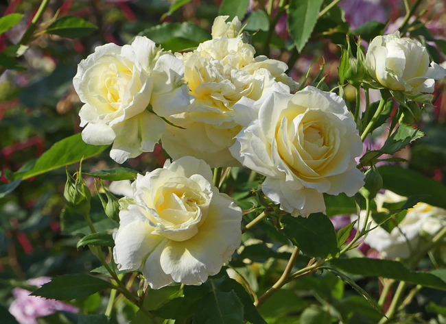 P4680778