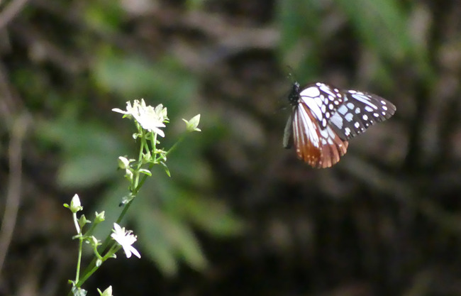 P1060391