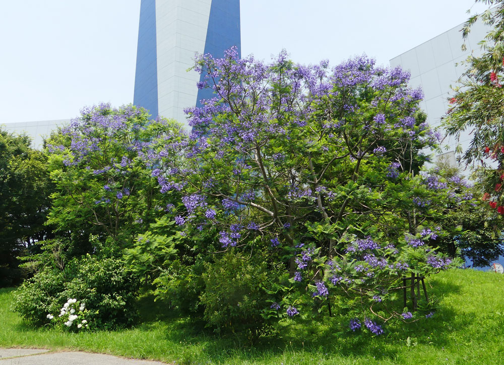 ジャカランダと似たものキンシバイ ビヨウヤナギ 四季の風2