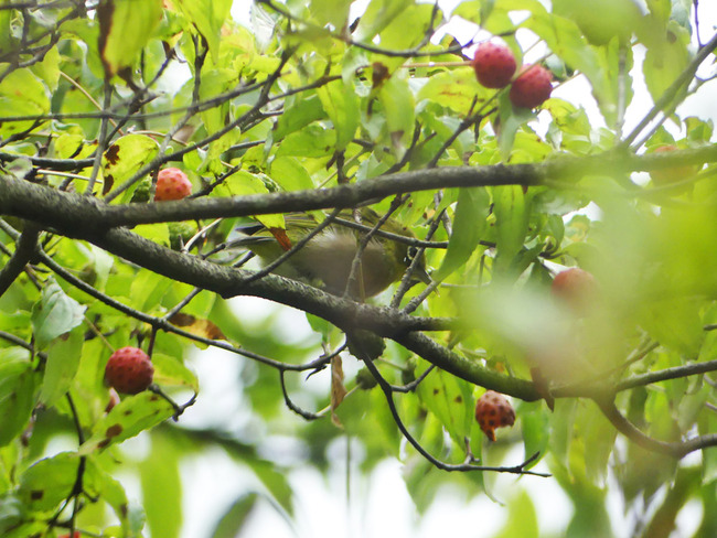 P8010367
