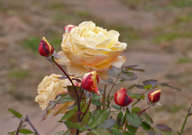 P5980534_edited-1
