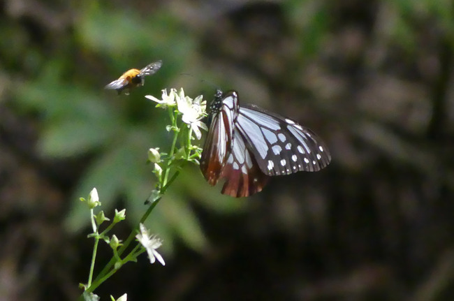 P1060384