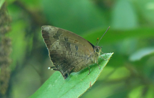 P4230721